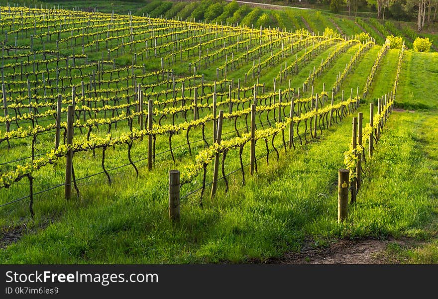 Stunning Vineyard with late afternoon light