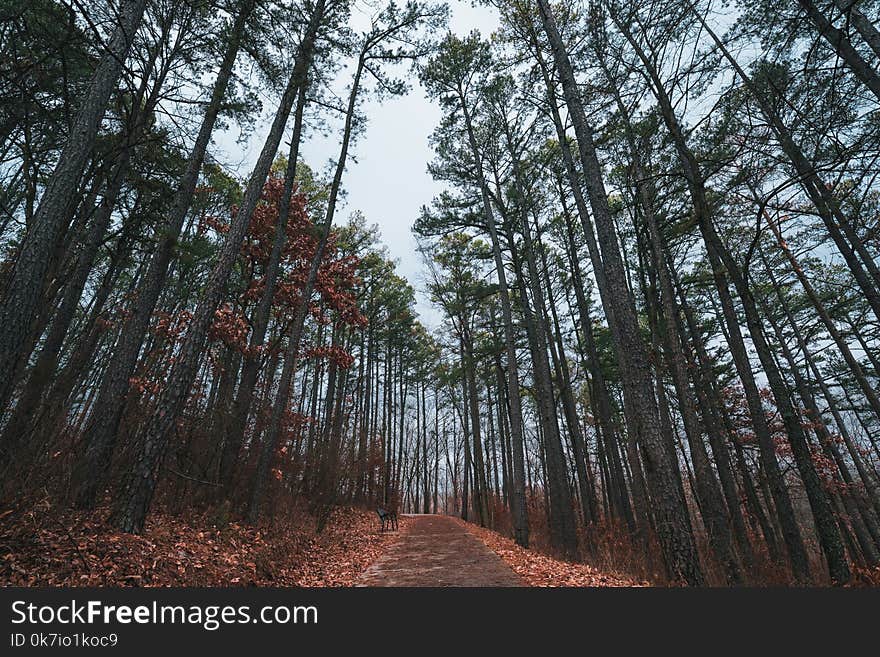 Trees on the path in the park