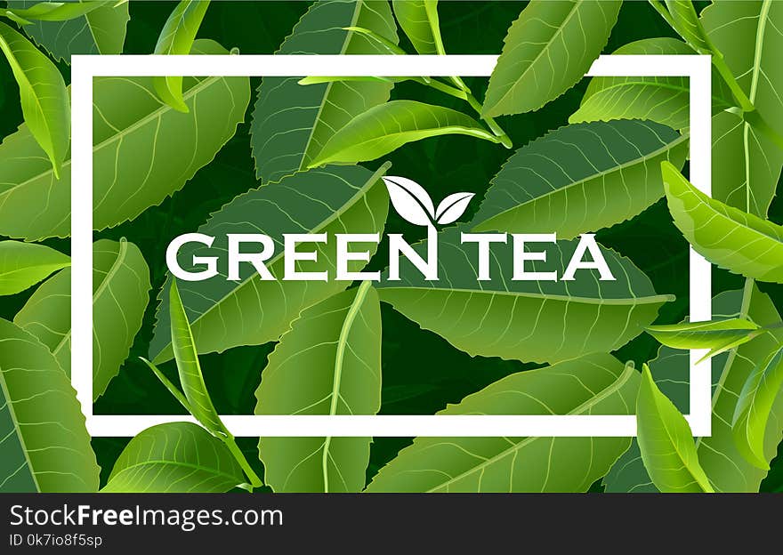 Green Tea Leaves Nature Background.