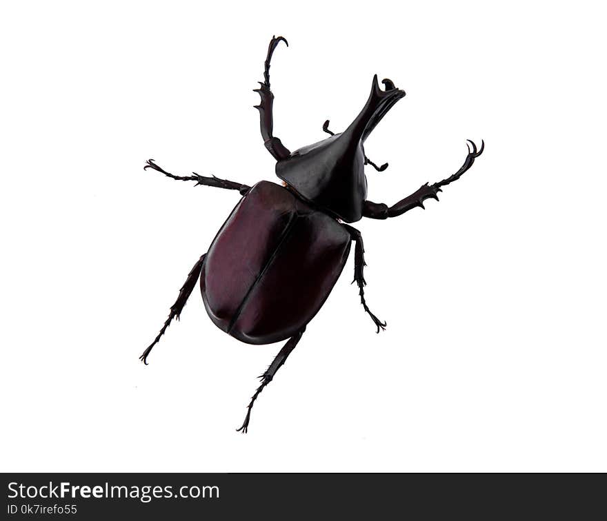 Xylotrupes gideon on a white background. Siamese rhinoceros beet