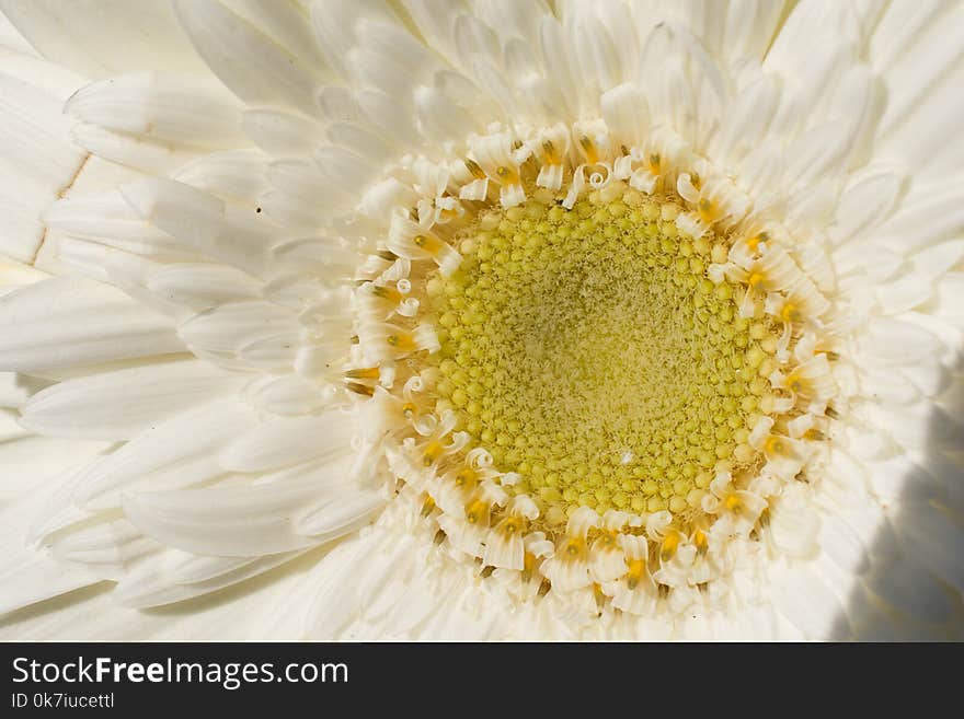 Amazing Colorful Spring Flowers In Macro