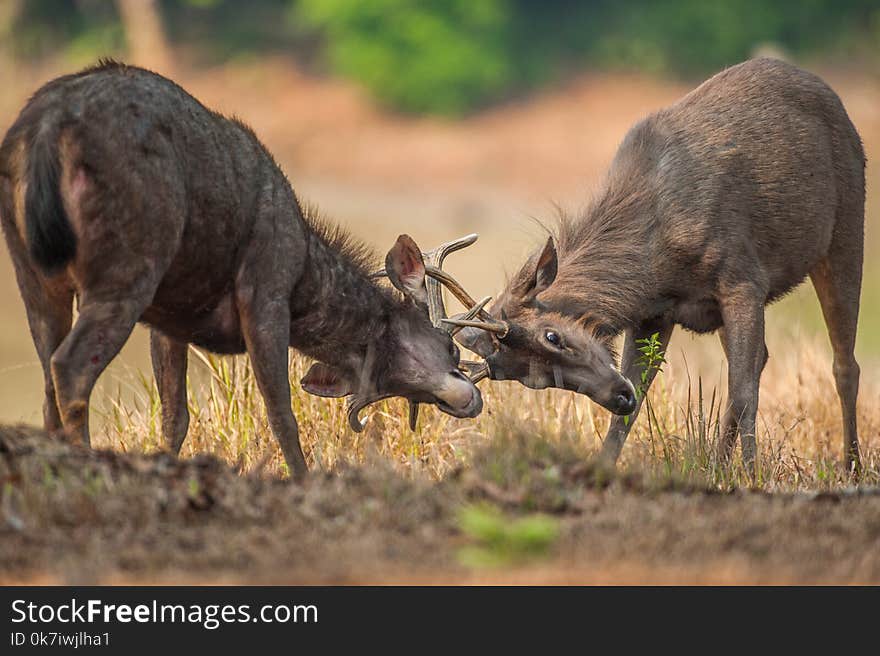 Two male Sambar deer fighting during mating season.