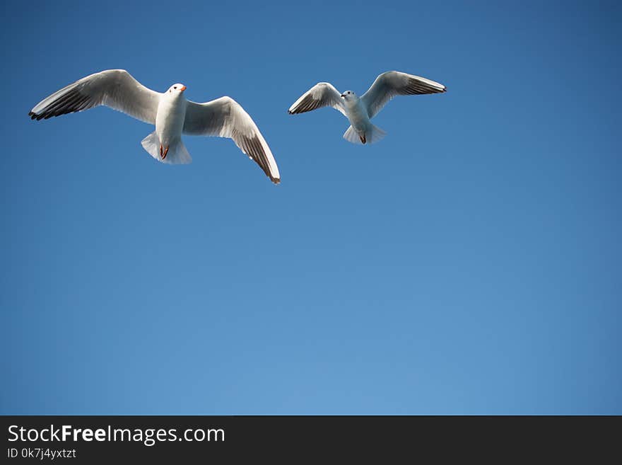 Pair of seagulls flying in blue a sky