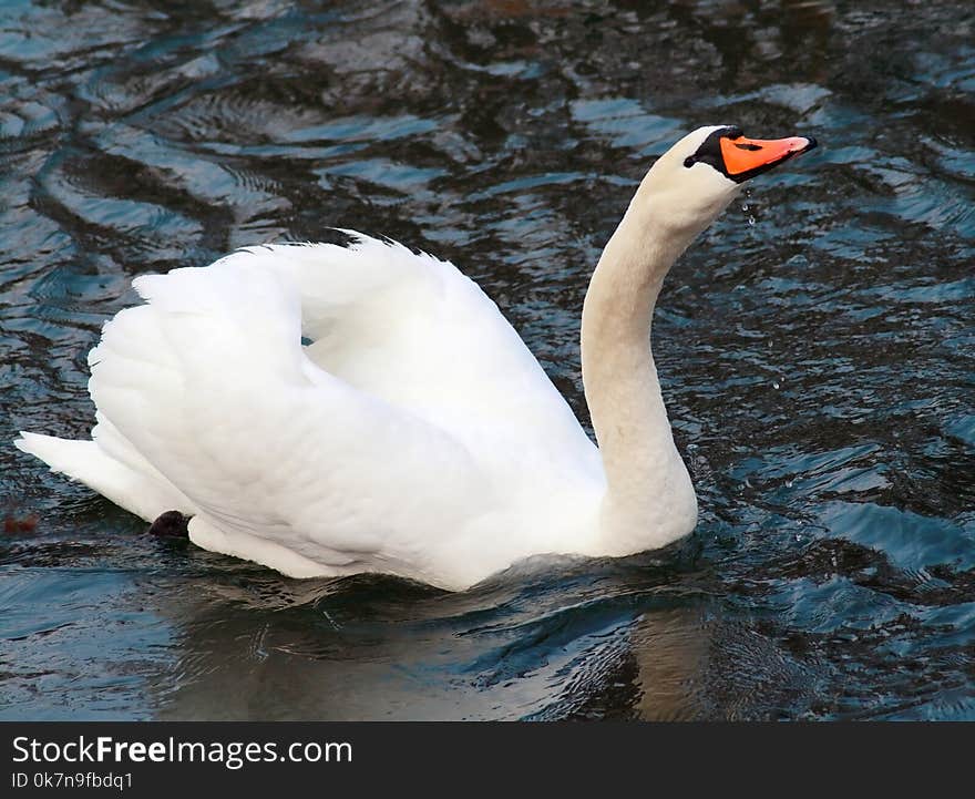 White winter swan cygnini on water