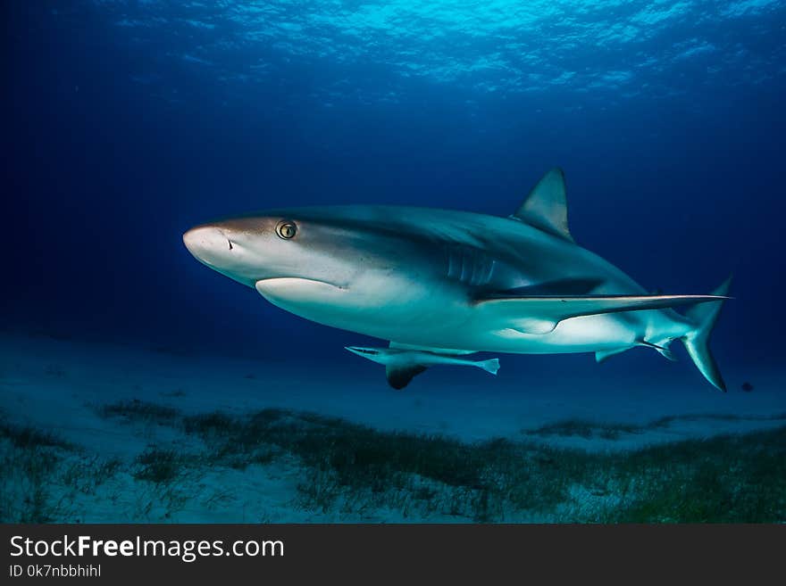 Reef Shark Bahamas