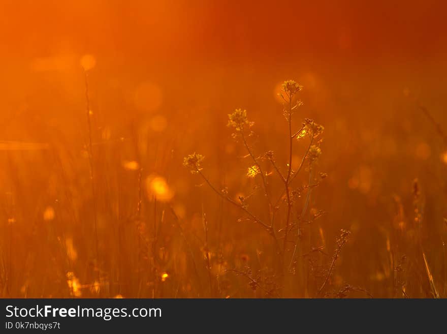 Nice sunset picture on the meadow