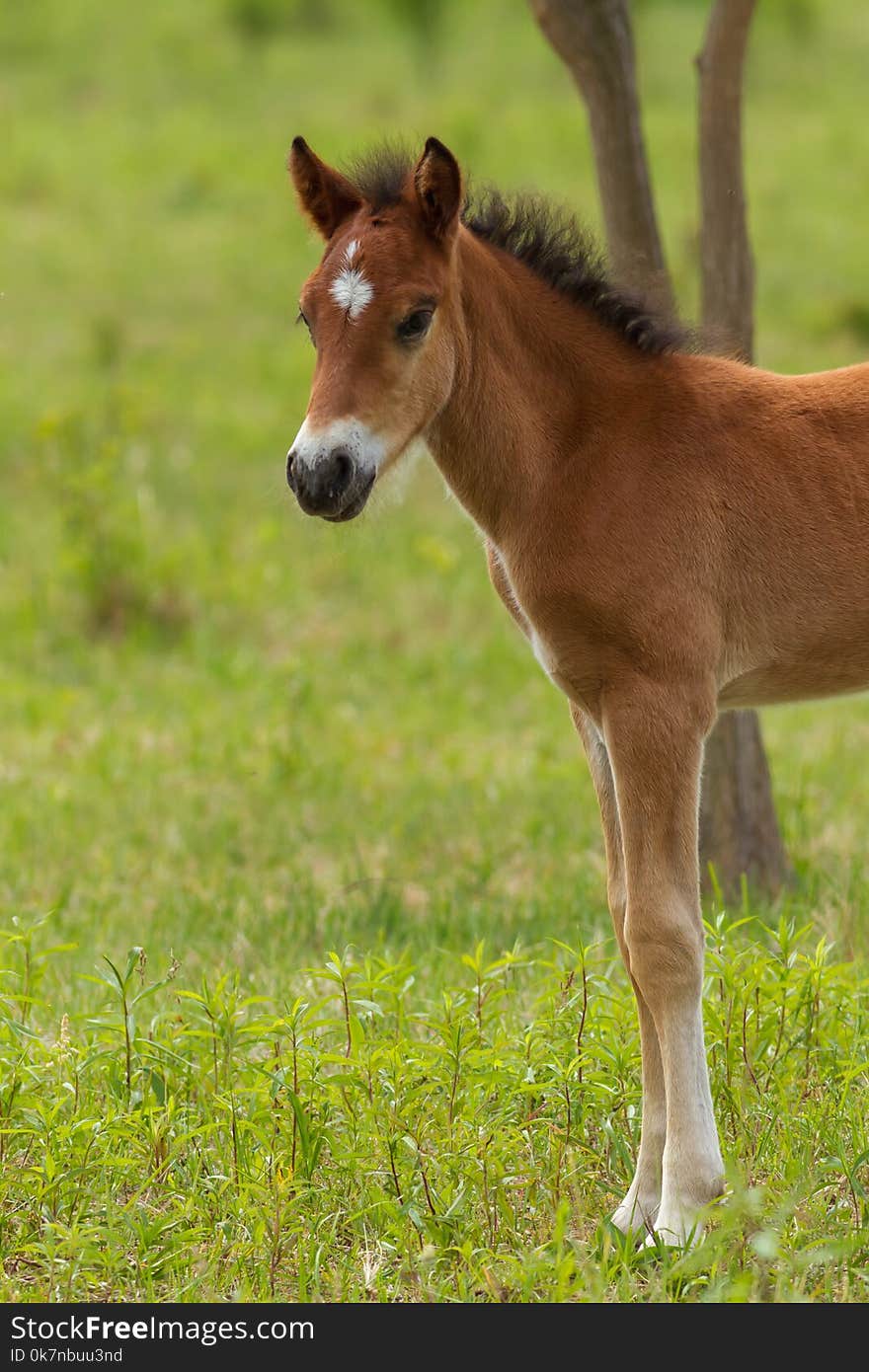 Nice foal on the meadow in springtime