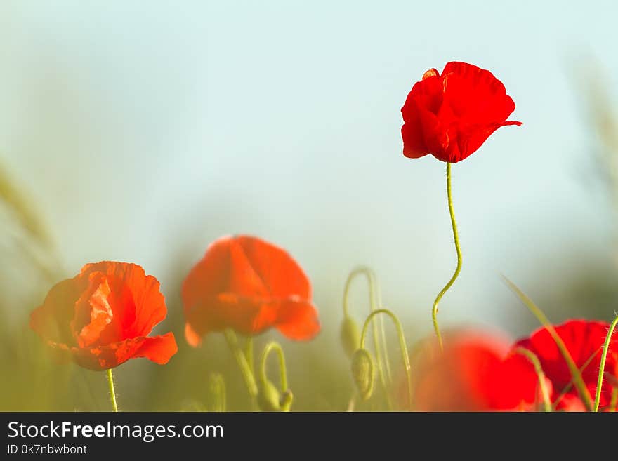 Red poppy flower in springtime