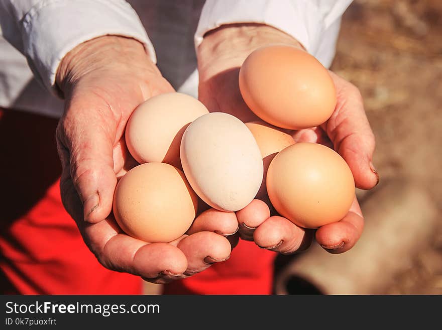 Chicken Eggs In Hands. Selective Focus.