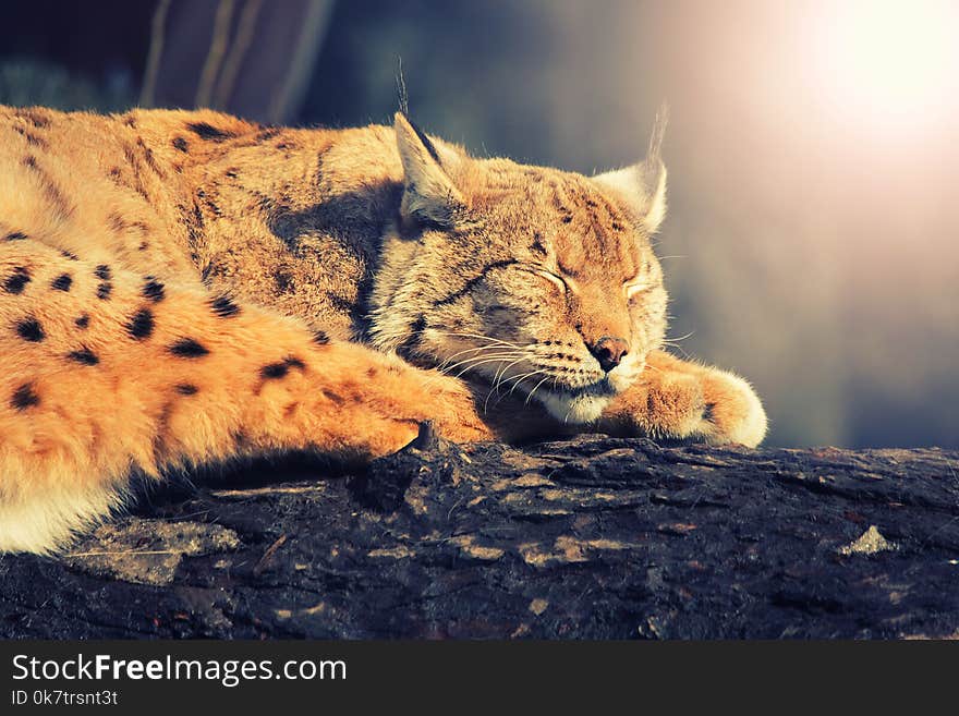 A wild lynx asleep on a tree