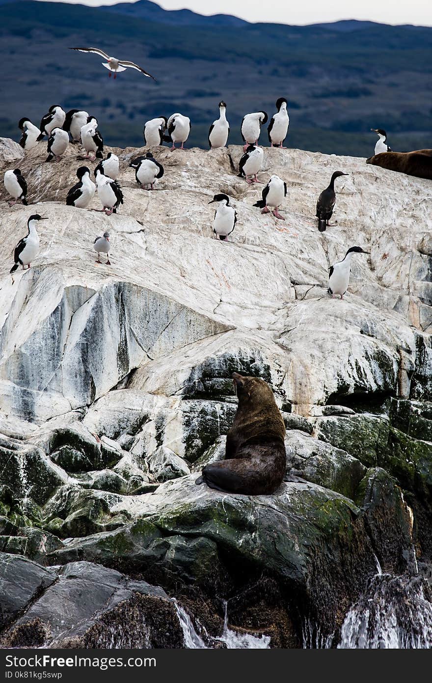 Cormorant colony on an island at Ushuaia in the Beagle Channel Beagle Strait, Tierra Del Fuego, Argentina