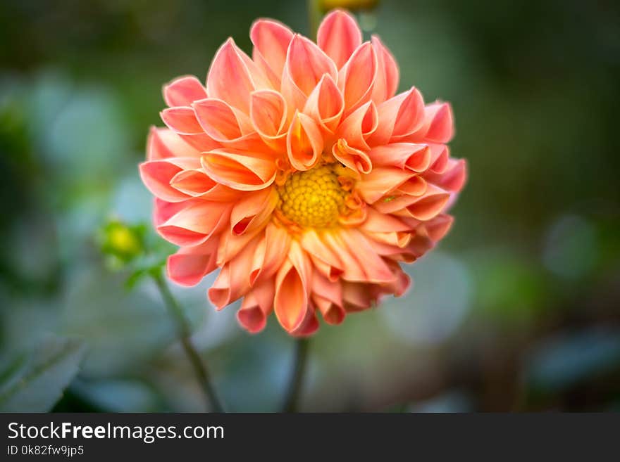 Selective Focal Photo of Pink Cluster-petaled Flower