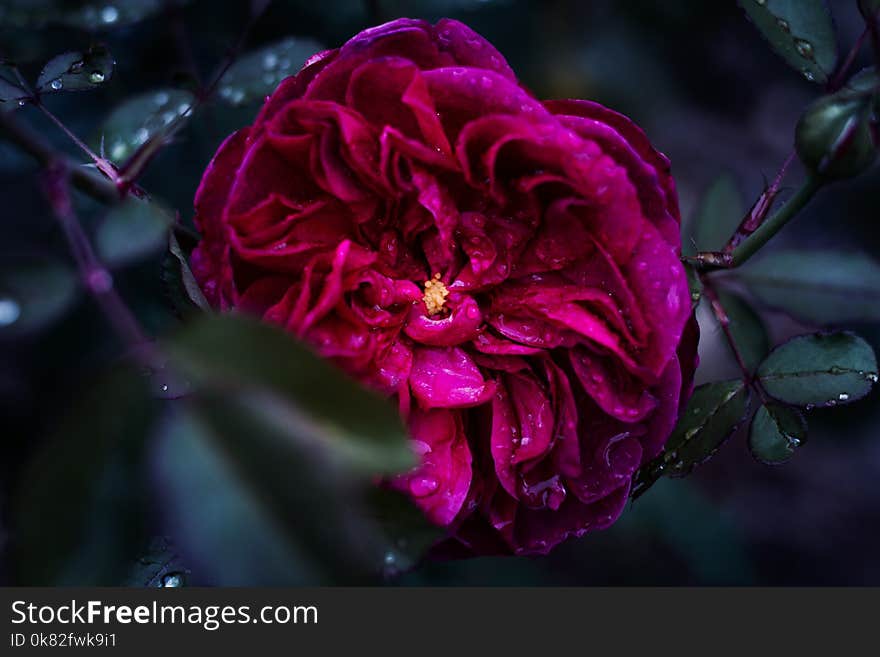 Shallow Focus Photography of Pink Flower