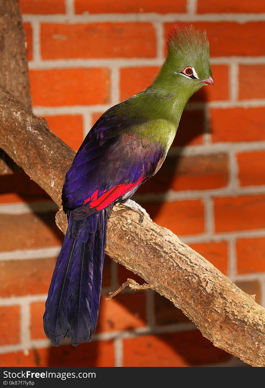 Bird, Fauna, Beak, Feather