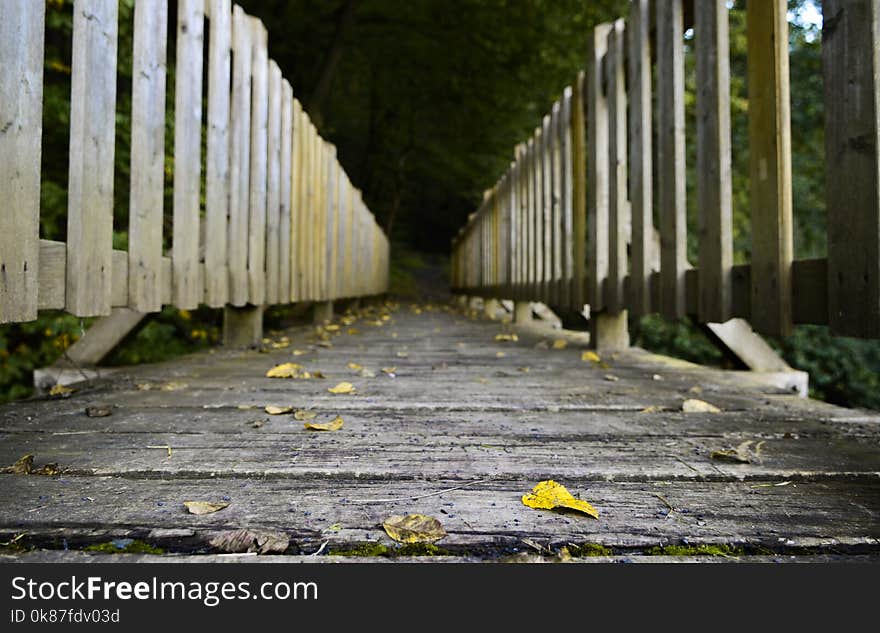 Yellow, Walkway, Path, Tree