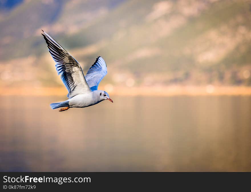 Bird, Sky, Fauna, Beak