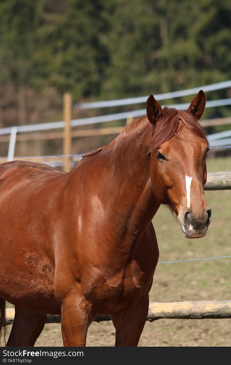 Horse, Bridle, Mane, Rein