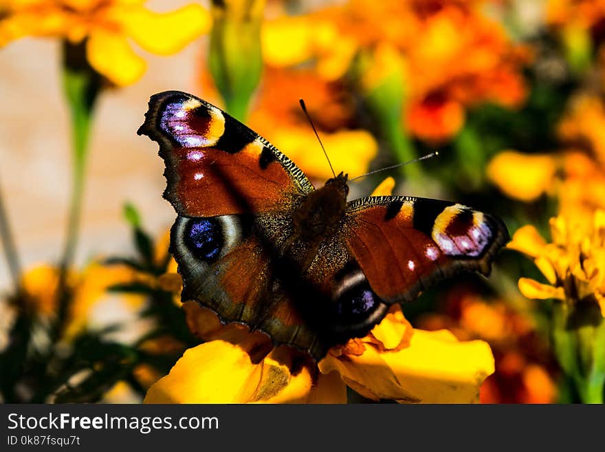 Butterfly, Insect, Moths And Butterflies, Brush Footed Butterfly