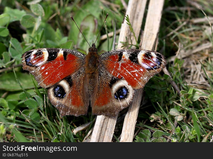 Butterfly, Moths And Butterflies, Insect, Invertebrate