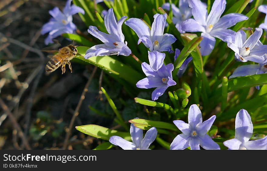 Flora, Flower, Honey Bee, Bee