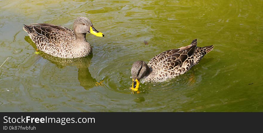 Duck, Bird, Water, Mallard