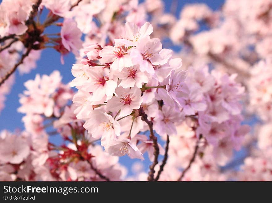 Blossom, Pink, Flower, Cherry Blossom