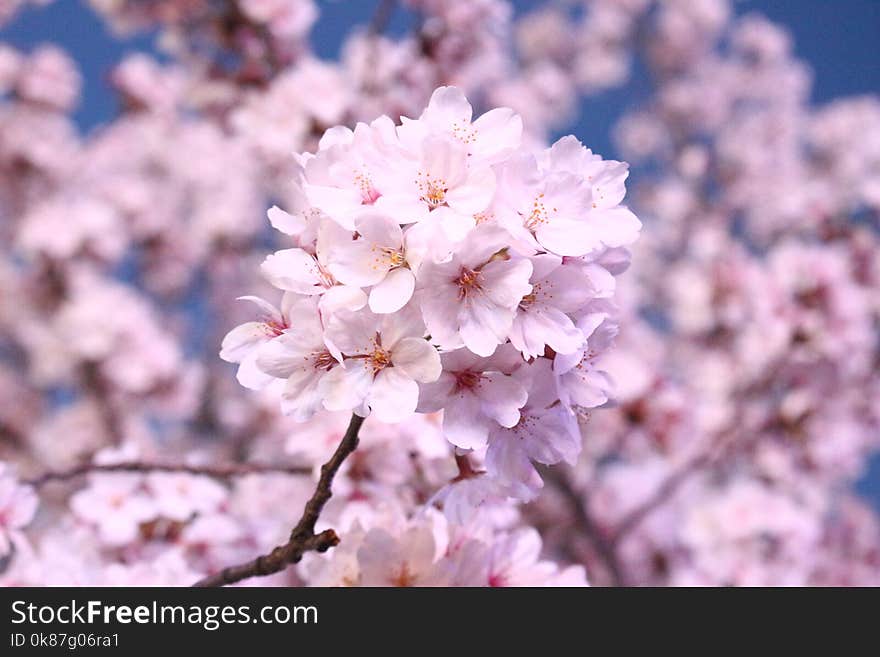 Flower, Blossom, Pink, Cherry Blossom