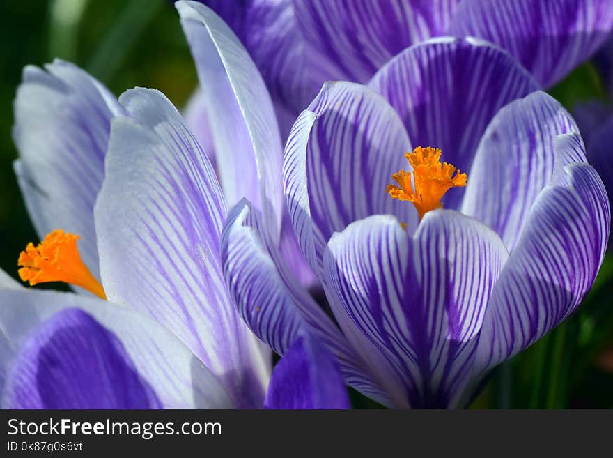 Flower, Crocus, Plant, Flowering Plant