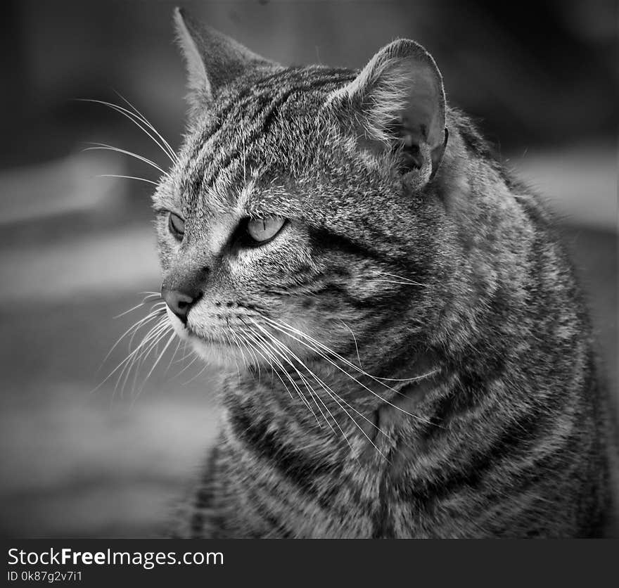 Cat, Whiskers, Black And White, Mammal