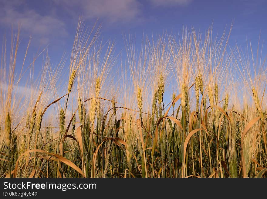 Sky, Wheat, Crop, Food Grain