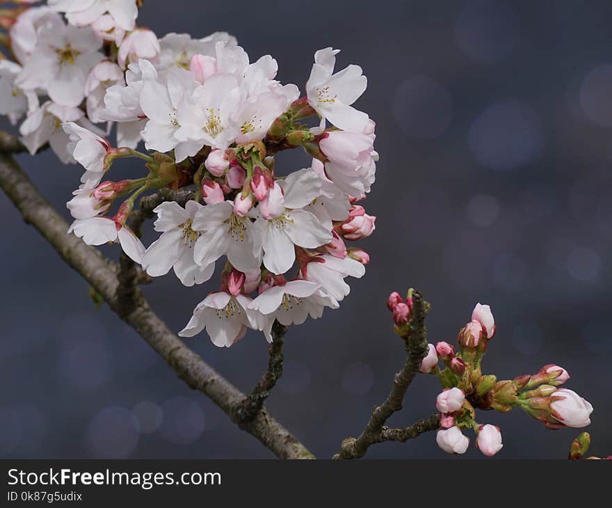 Blossom, Flower, Branch, Pink