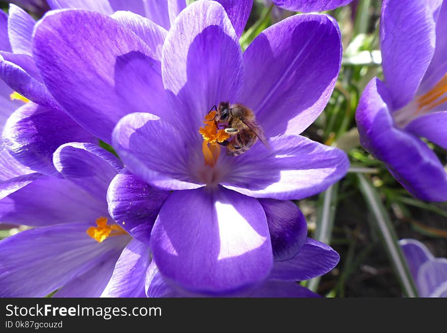 Flower, Blue, Crocus, Honey Bee