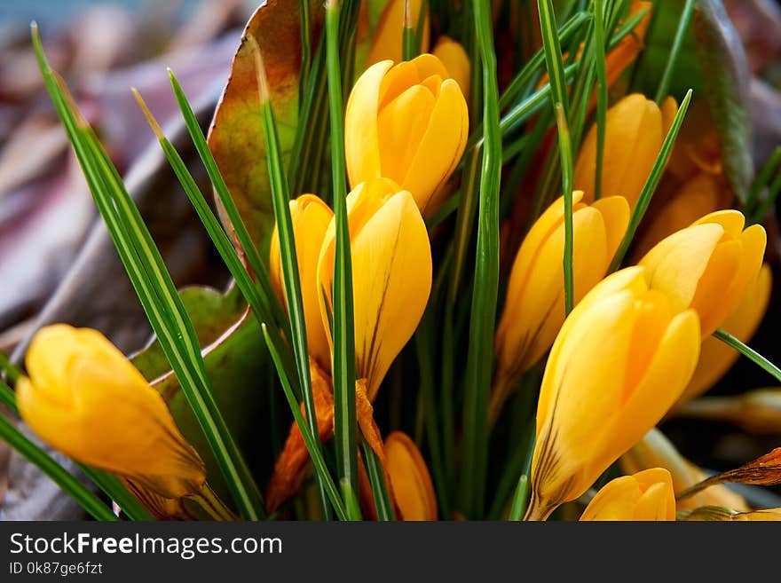 Flower, Crocus, Yellow, Plant