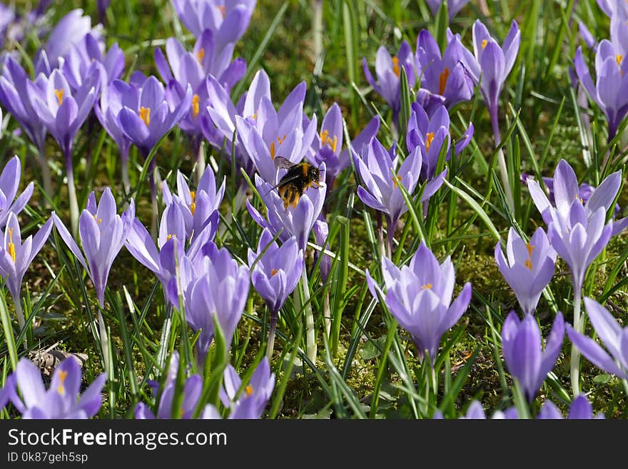 Flower, Plant, Crocus, Flora