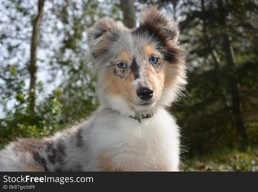 Dog, Dog Breed, Dog Like Mammal, Rough Collie