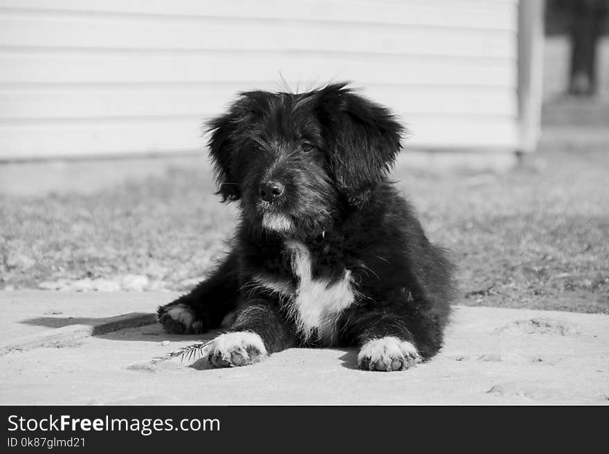 Dog, Black, Dog Like Mammal, Black And White