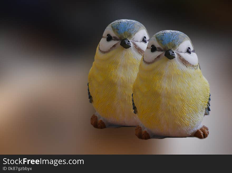 Bird, Common Pet Parakeet, Parakeet, Beak