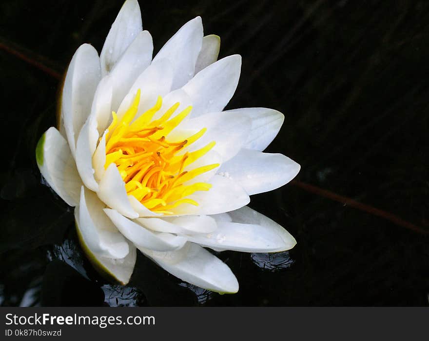 Flower, Flora, White, Yellow