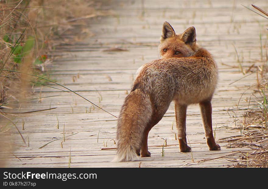 Wildlife, Fauna, Mammal, Fox