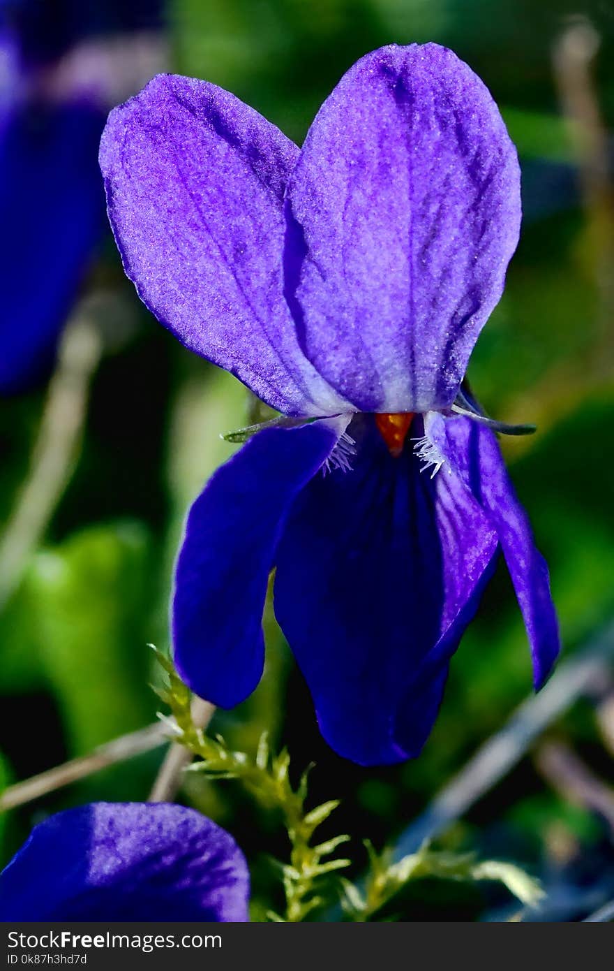 Flower, Violet, Purple, Viola