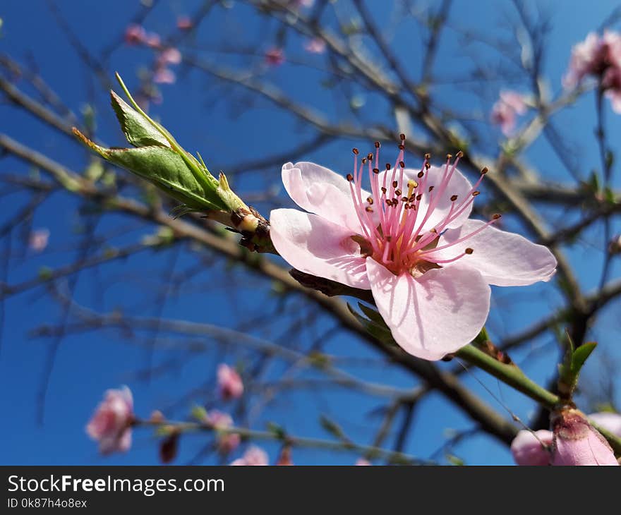 Blossom, Flora, Spring, Flower