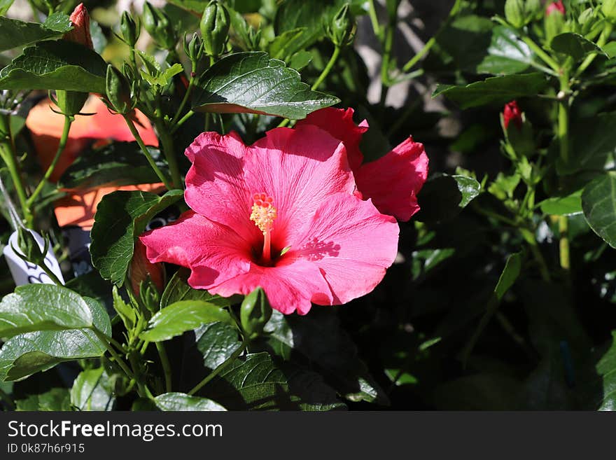 Flower, Plant, Flowering Plant, Hibiscus