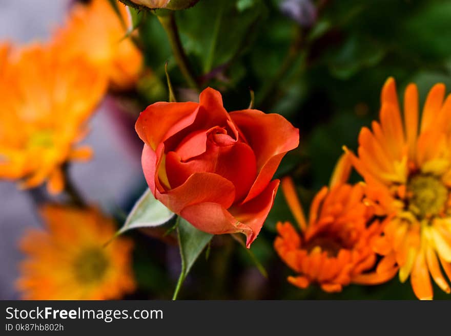 Flower, Orange, Close Up, Petal