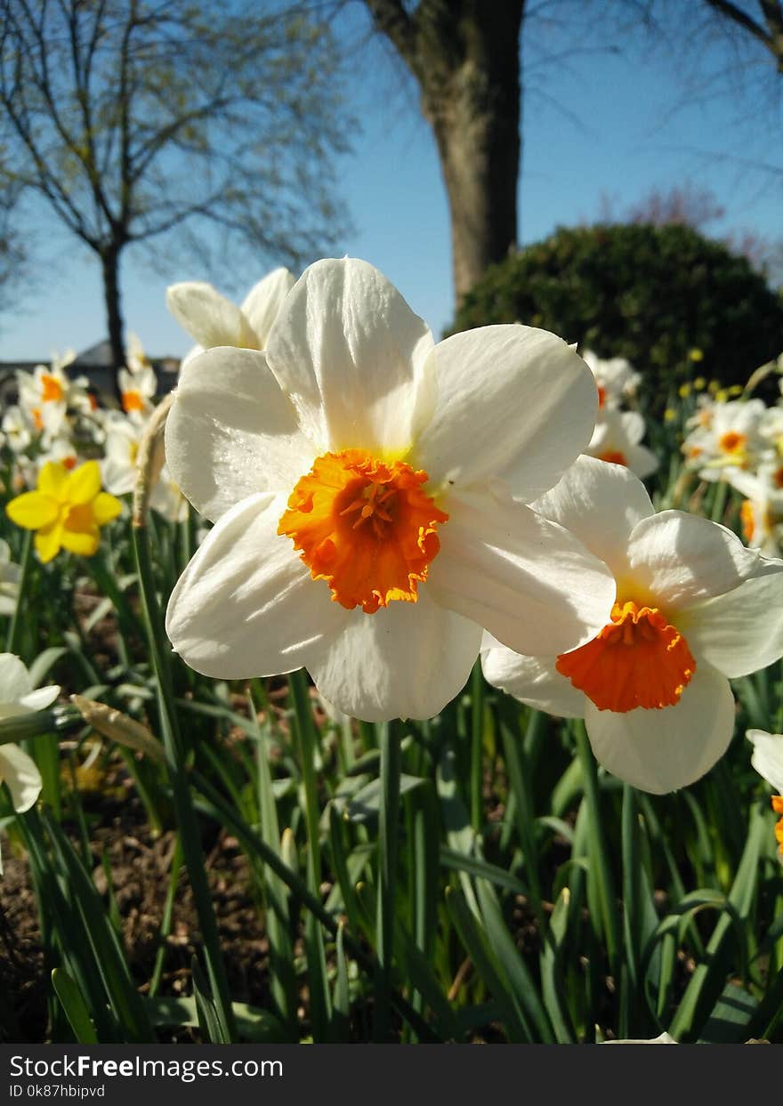 Flower, Plant, Flowering Plant, Spring