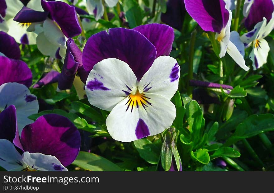 Flower, Plant, Flowering Plant, Pansy