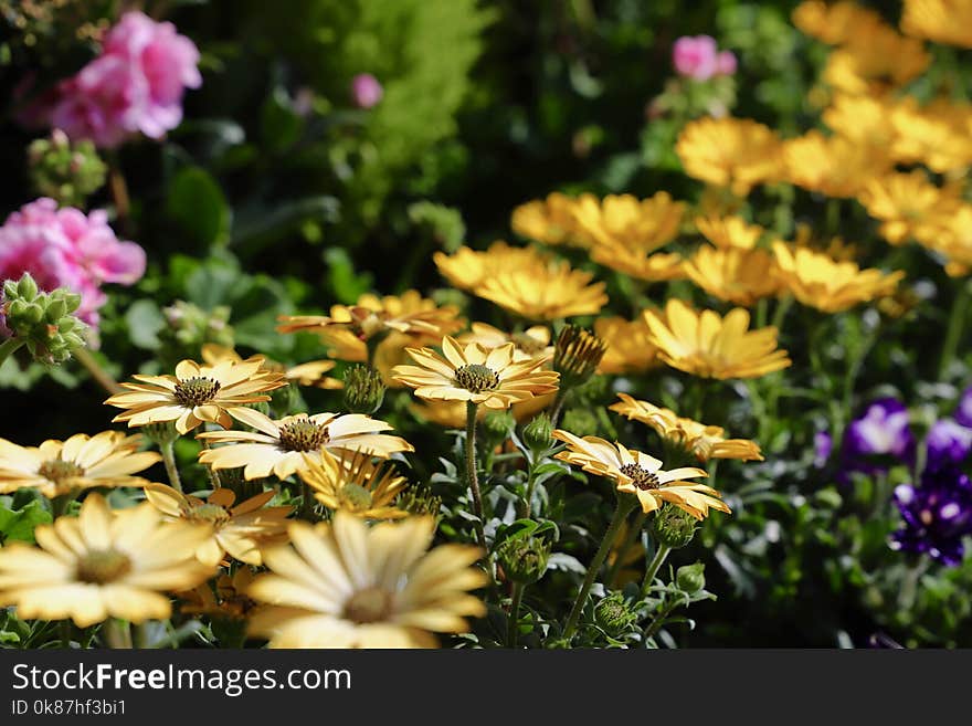 Flower, Plant, Flora, Flowering Plant