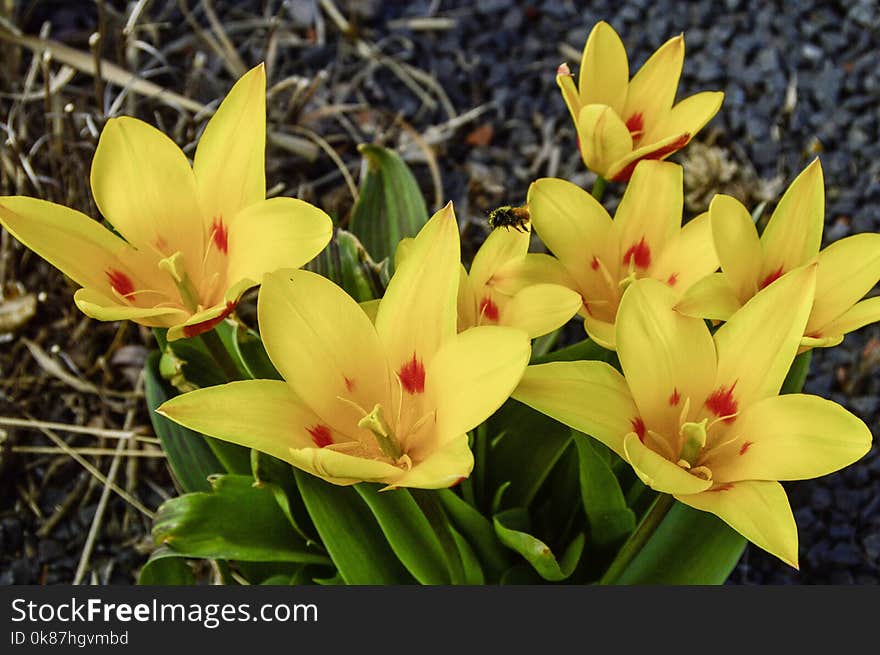 Flower, Plant, Yellow, Flowering Plant