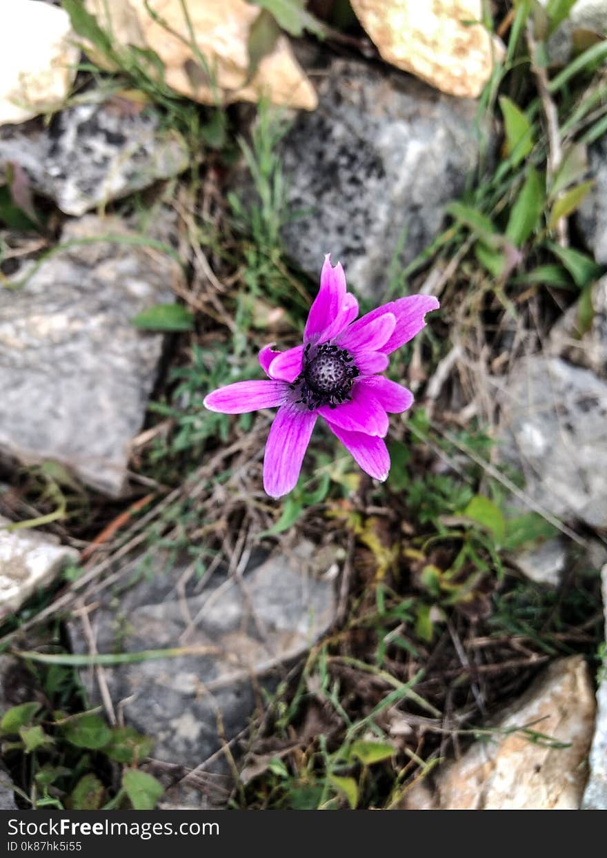 Flower, Plant, Flora, Flowering Plant