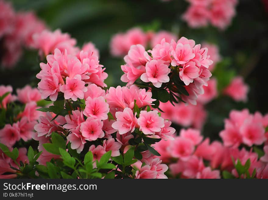 Flower, Plant, Pink, Flowering Plant