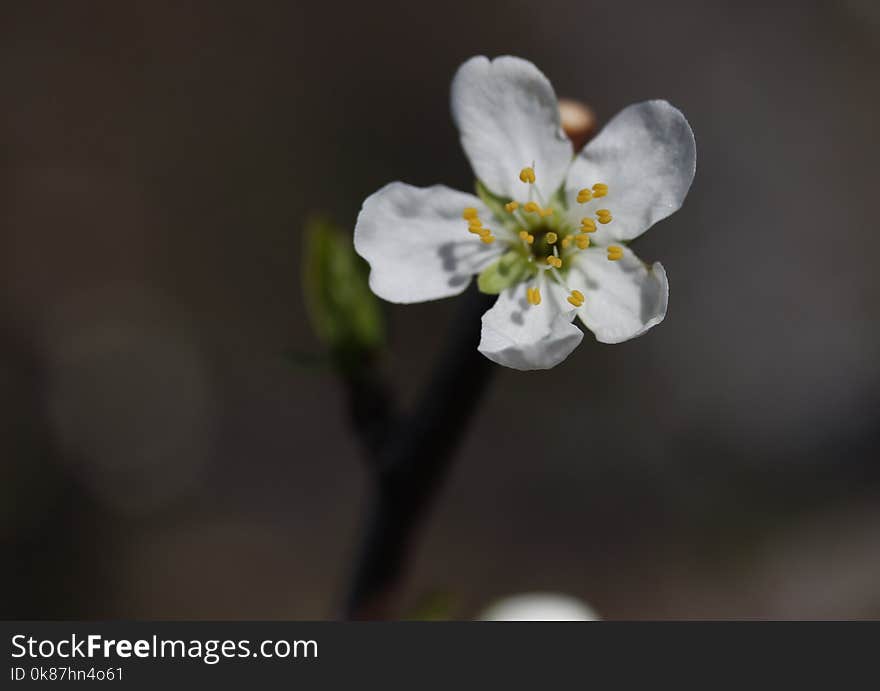 Blossom, Flower, Spring, Branch